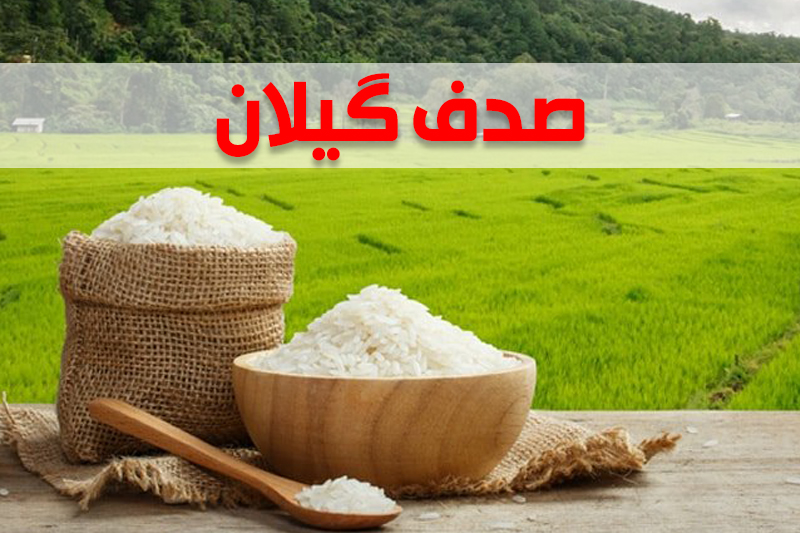 تفاوت برنج های گیلان و مازندران